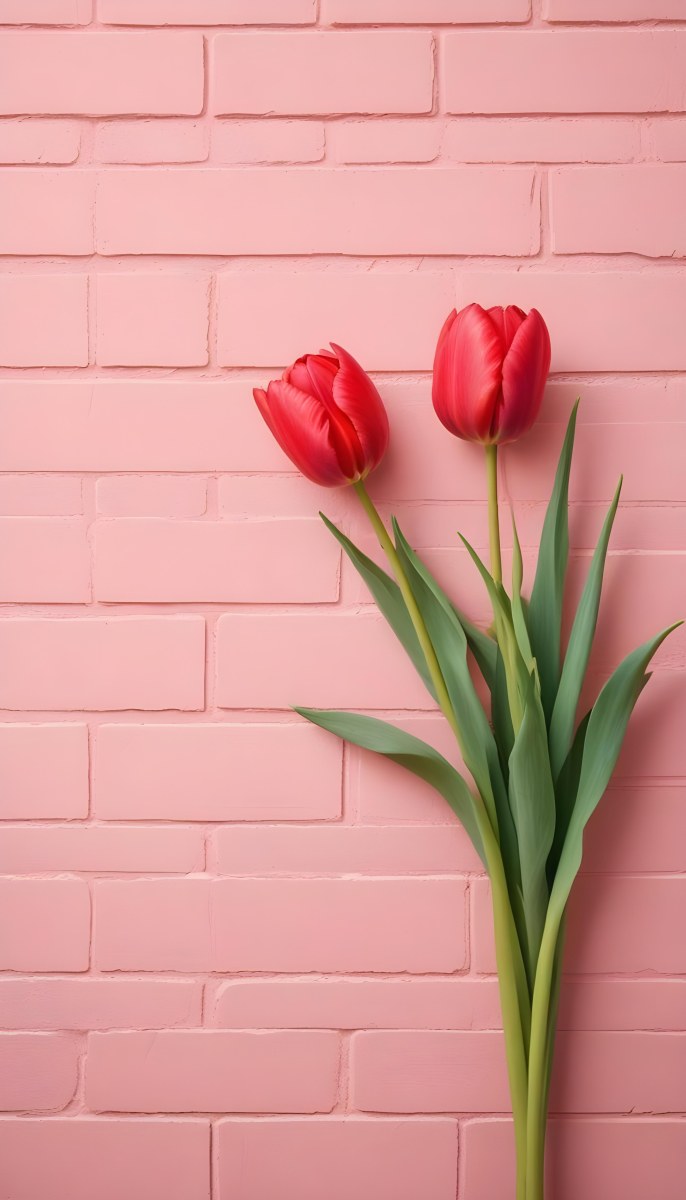 Two Red Tulips In Front Of A Pink Brick Wall 3 39d6