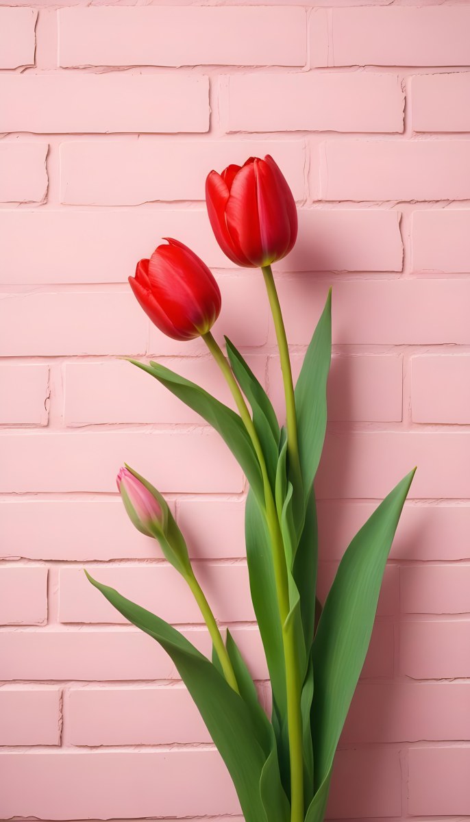 Two Red Tulips In Front Of A Pink Brick Wall 51 D996