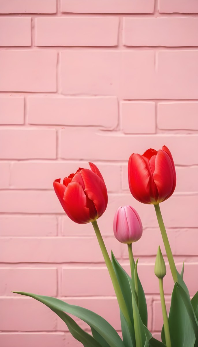 Two Red Tulips In Front Of A Pink Brick Wall 6 D589