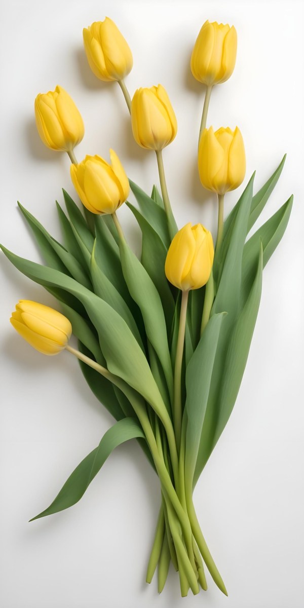Yellow Tulips With Green Stems And Leaves Against 34 3415