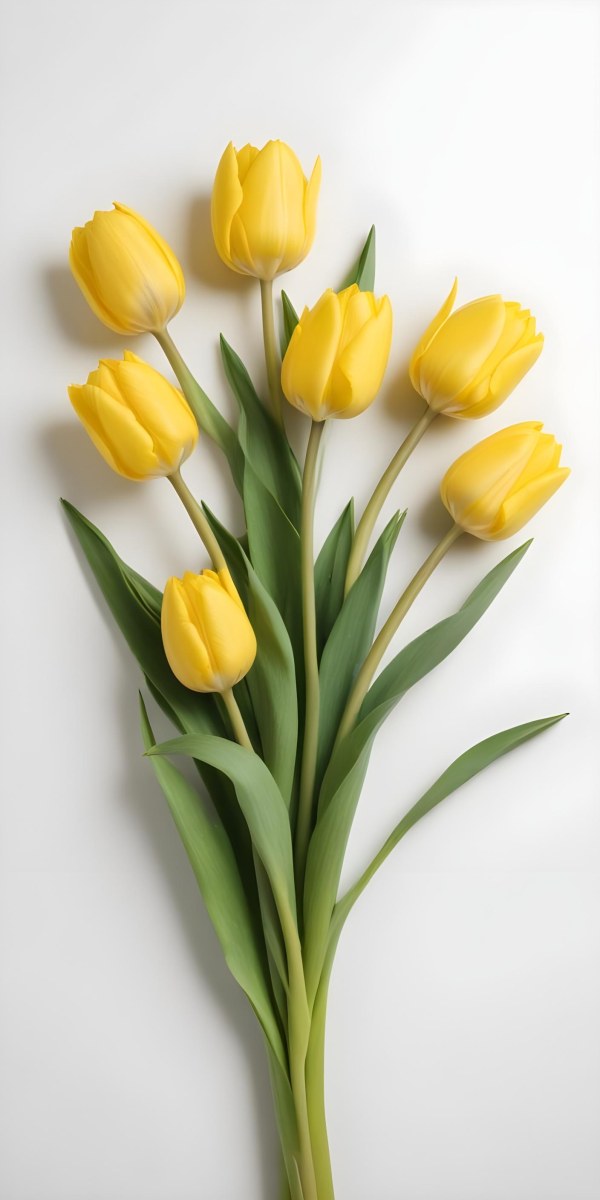Yellow Tulips With Green Stems And Leaves Against 39 B666