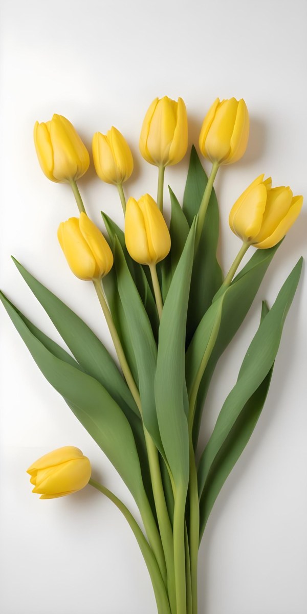 Yellow Tulips With Green Stems And Leaves Against 4 Cb17