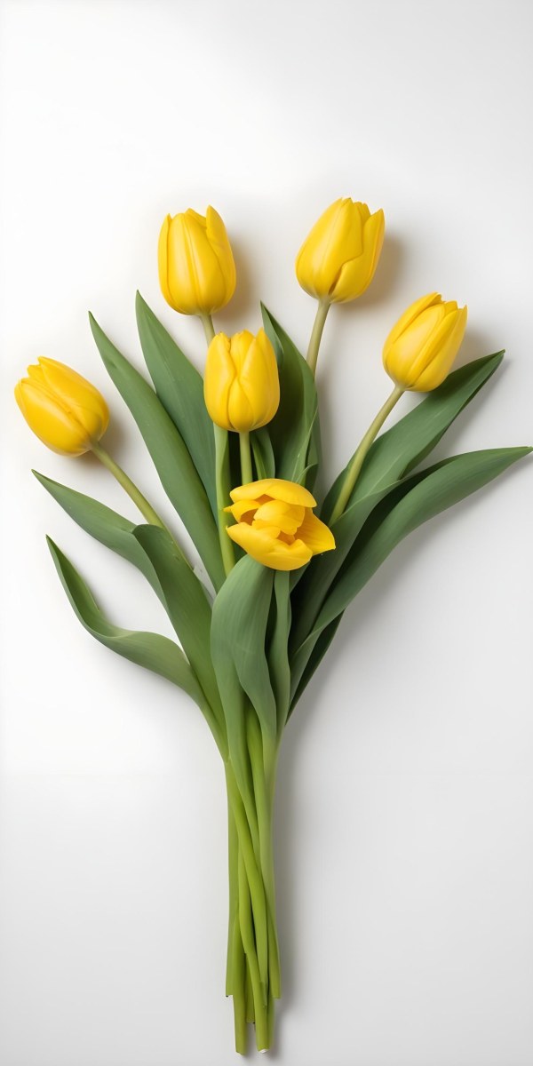 Yellow Tulips With Green Stems And Leaves Against 50 D68c