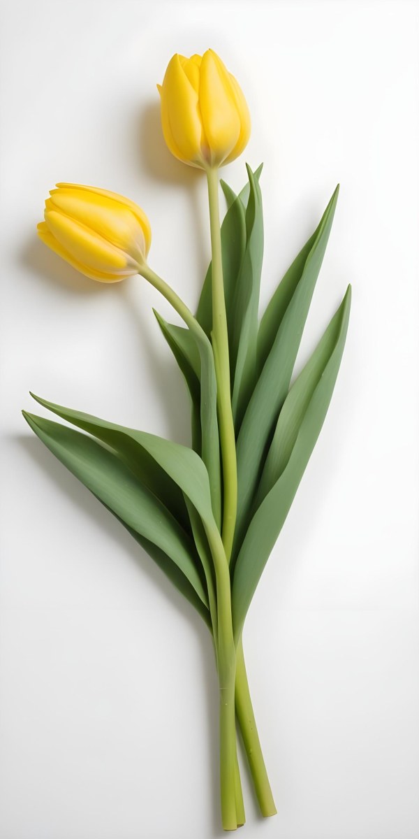 Yellow Tulips With Green Stems And Leaves Against 51 95df
