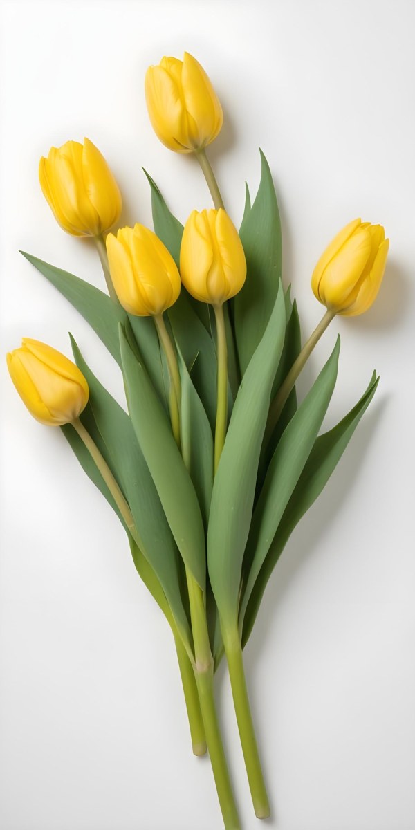 Yellow Tulips With Green Stems And Leaves Against 6 D905