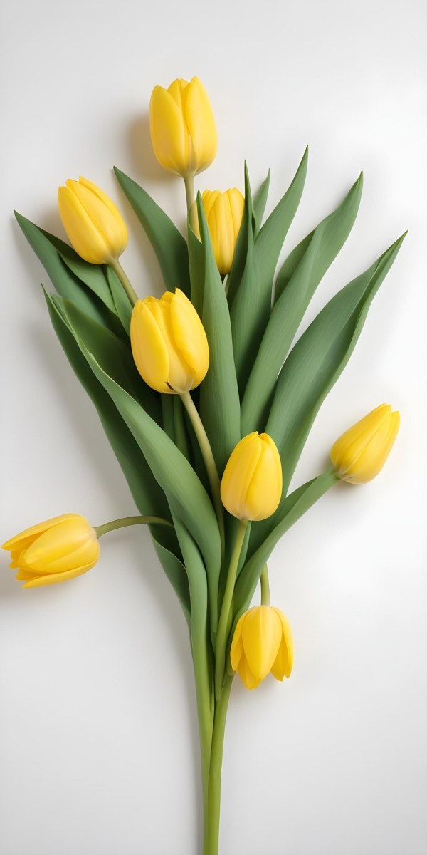 Yellow Tulips With Green Stems And Leaves Against 7 Ad4b