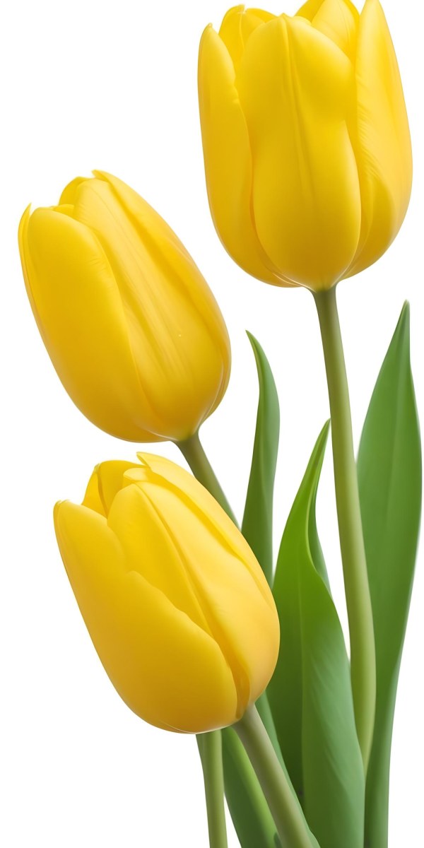 Yellow Tulips With Green Stems And Leaves Against 8 F4a0