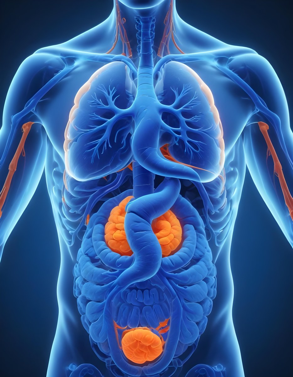 3d Model Human Anatomy With Lungs Intestines And Kidneys Highlighted In Orange Set Against A Blue Background Showcasing The Internal Structure Of The Body Figure Octane Render Volumetric Highly Detailed Videoga 5 6284
