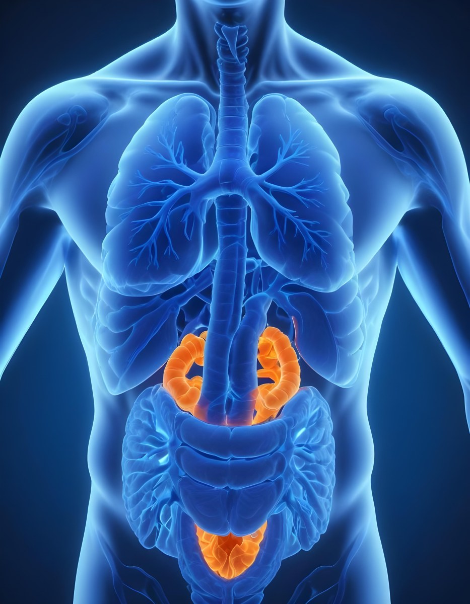 3d Model Human Anatomy With Lungs Intestines And Kidneys Highlighted In Orange Set Against A Blue Background Showcasing The Internal Structure Of The Body Figure Octane Render Volumetric Highly Detailed Videoga 9 4f23