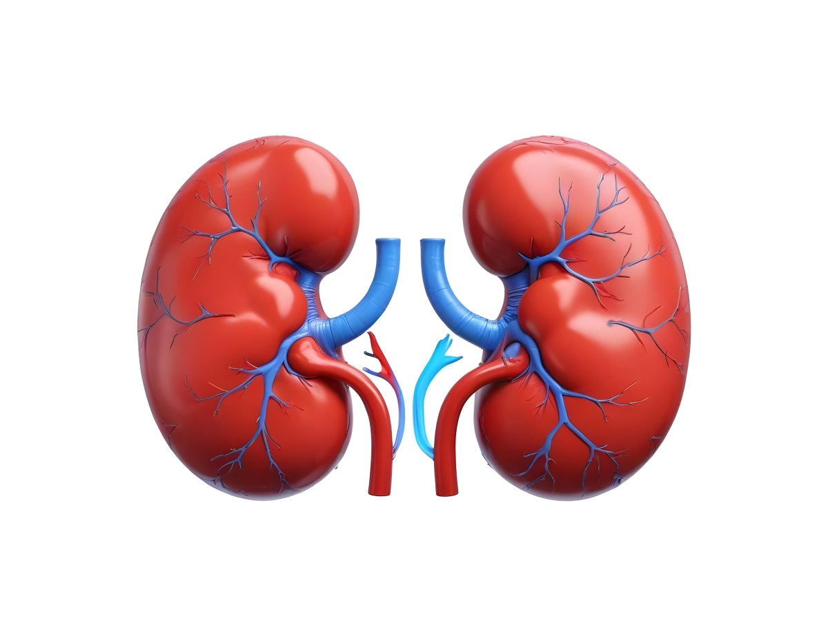 3d Model Two Red Kidneys With Blue And Red Veins On A Red Background Figure Octane Render Volumetric Highly Detailed Videogame Aesthetic 5 34d2