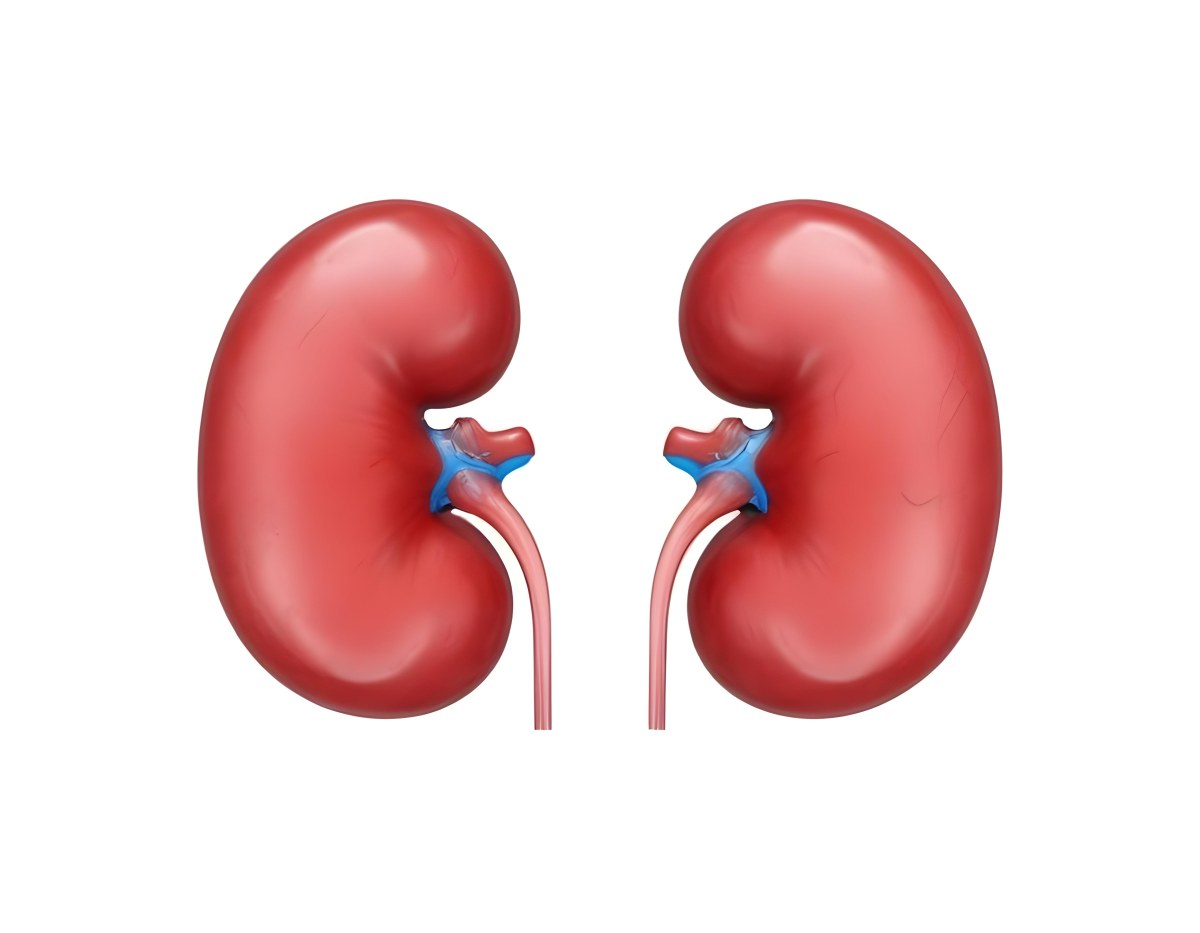 3d Model Two Red Kidneys With Blue And Red Veins On A Red Background Figure Octane Render Volumetric Highly Detailed Videogame Aesthetic 6 E376