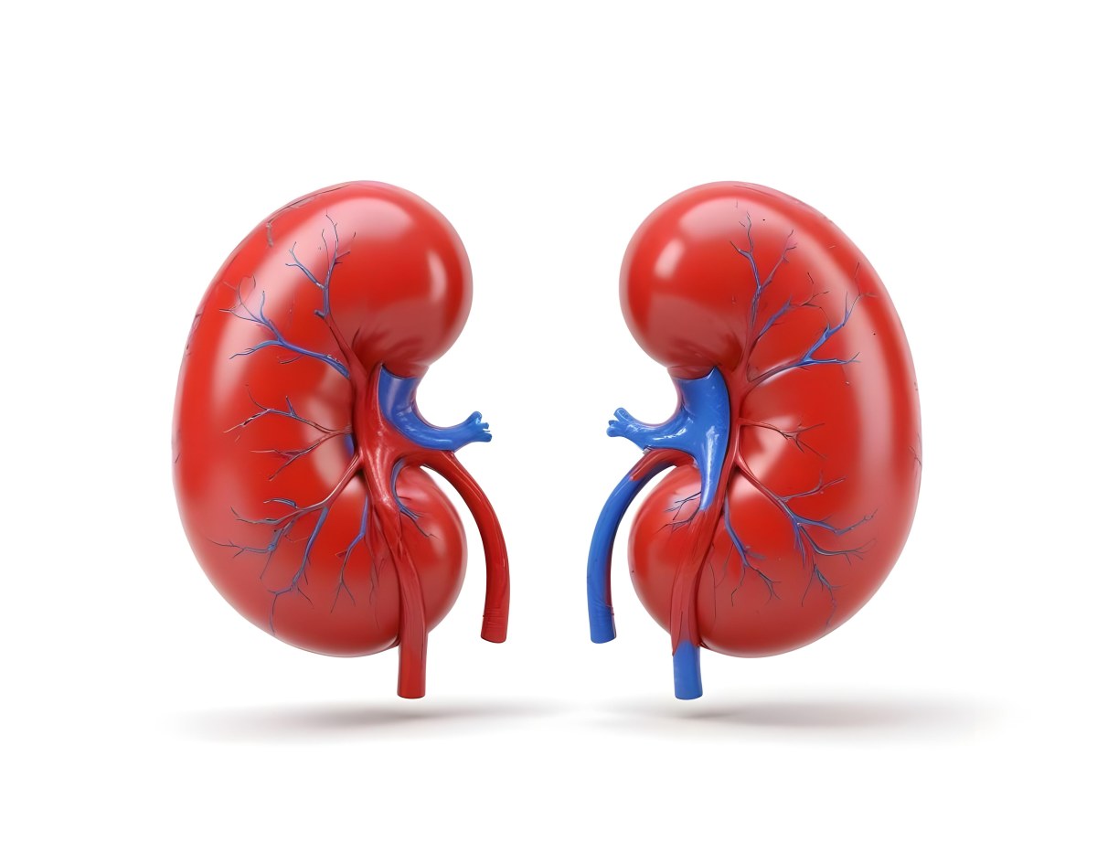 3d Model Two Red Kidneys With Blue And Red Veins On A Red Background Figure Octane Render Volumetric Highly Detailed Videogame Aesthetic 7 38e6