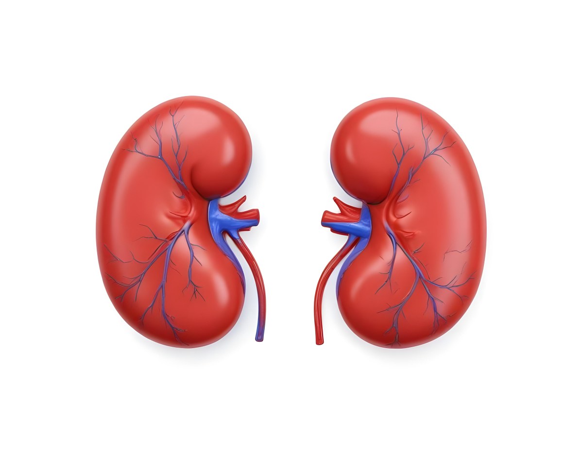 3d Model Two Red Kidneys With Blue And Red Veins On A Red Background Figure Octane Render Volumetric Highly Detailed Videogame Aesthetic 8 Efbe