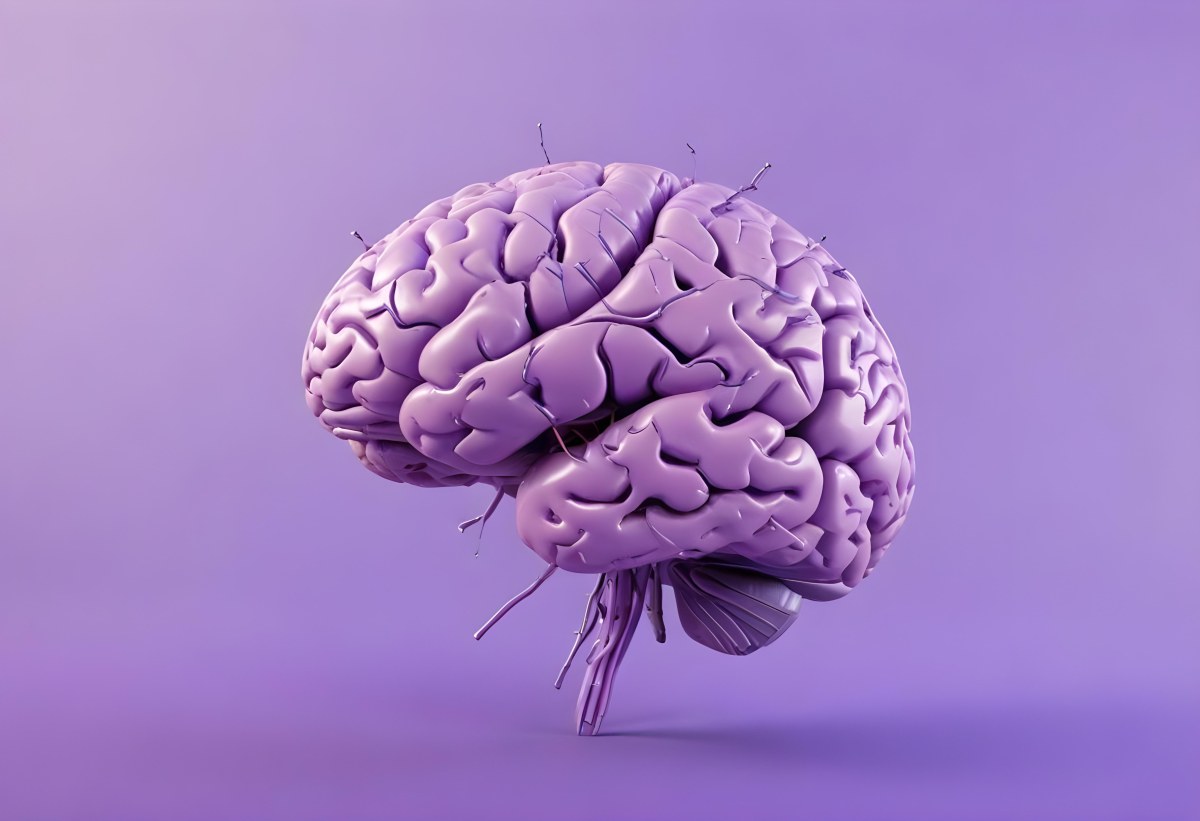 A Brain With A Neural Network Around It Purple Background Anatomical Detailed Intricate Realistic High Resolution Studio Lighting Clean 12 6ab5
