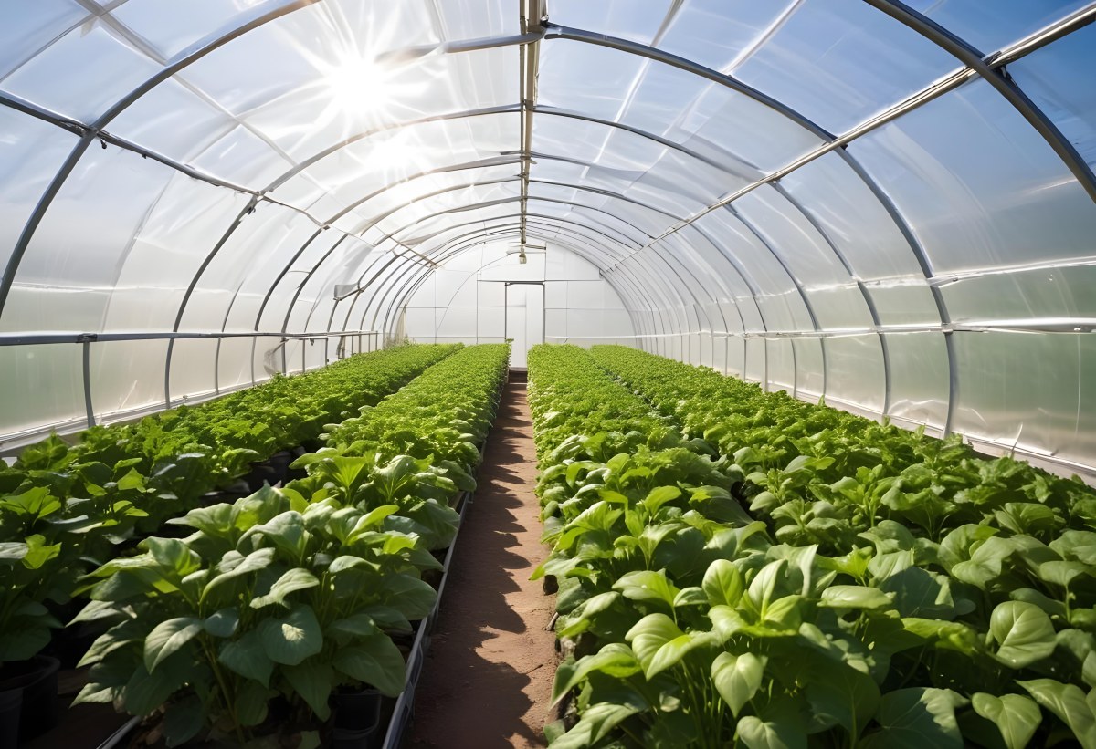 A Greenhouse With Rows Of Leafy Green Plants The Structure Is Made Of Metal Arches Covered With Translucent Plastic Bright Sunlight Filters Through The Covering 1 A9a8