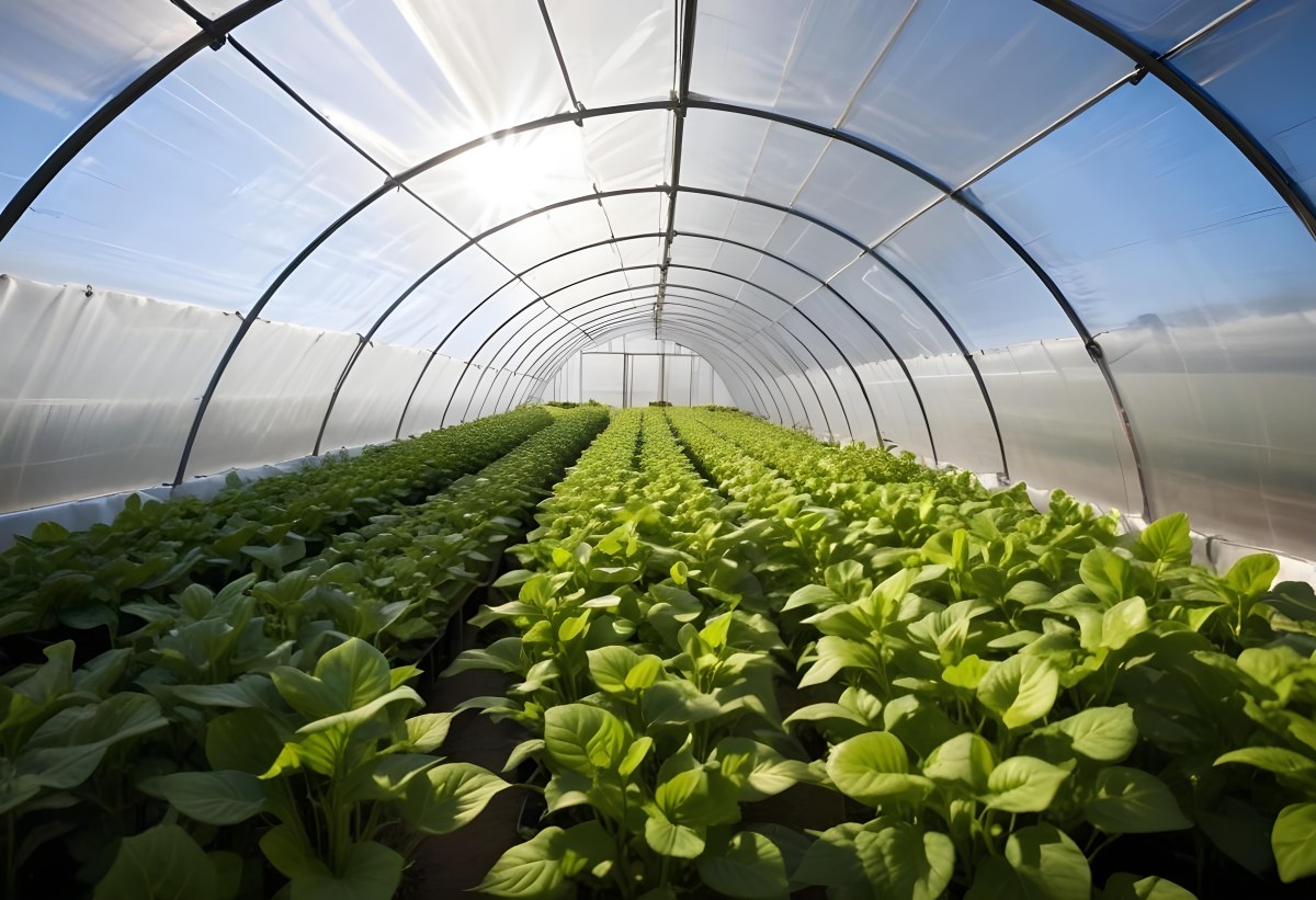 A Greenhouse With Rows Of Leafy Green Plants The Structure Is Made Of Metal Arches Covered With Translucent Plastic Bright Sunlight Filters Through The Covering 12 F2fd
