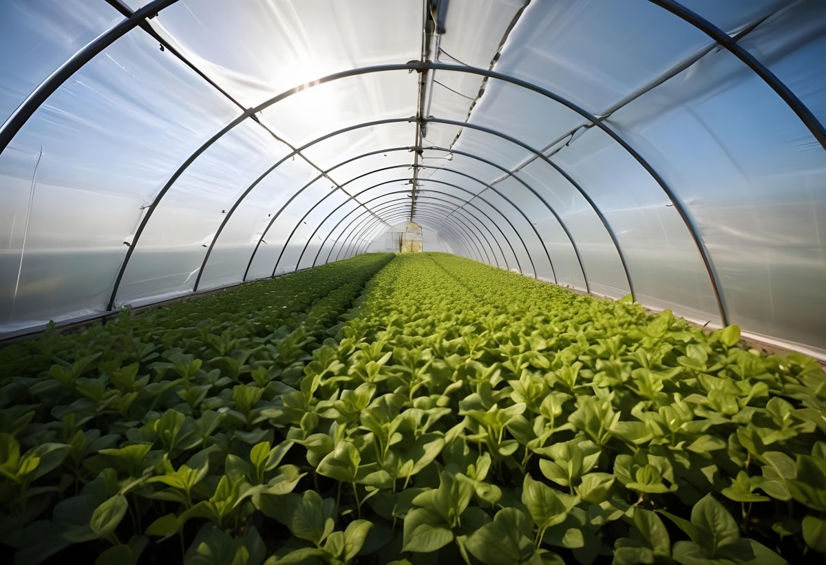 A Greenhouse With Rows Of Leafy Green Plants The Structure Is Made Of Metal Arches Covered With Translucent Plastic Bright Sunlight Filters Through The Covering 13 1cee