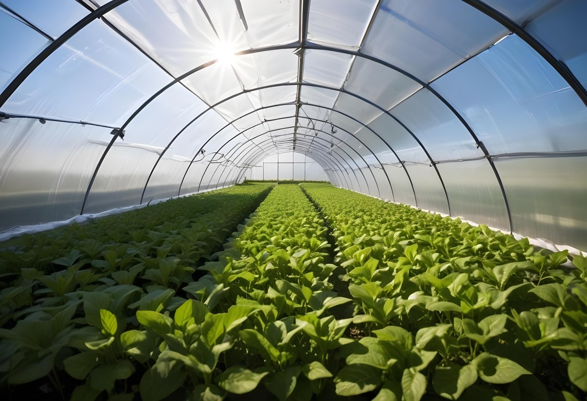 A Greenhouse With Rows Of Leafy Green Plants The Structure Is Made Of Metal Arches Covered With Translucent Plastic Bright Sunlight Filters Through The Covering 21 2668