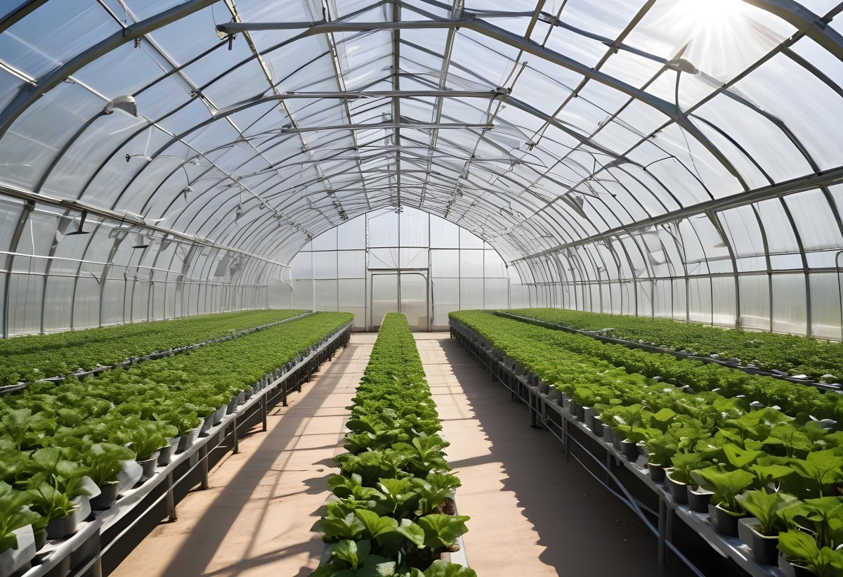 A Greenhouse With Rows Of Leafy Green Plants The Structure Is Made Of Metal Arches Covered With Translucent Plastic Bright Sunlight Filters Through The Covering 22 B39d