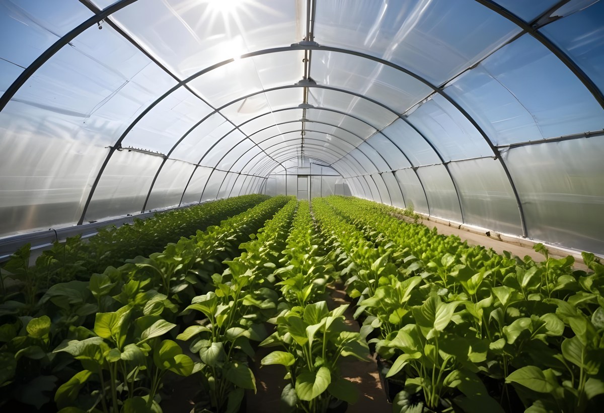 A Greenhouse With Rows Of Leafy Green Plants The Structure Is Made Of Metal Arches Covered With Translucent Plastic Bright Sunlight Filters Through The Covering 23 1b4f
