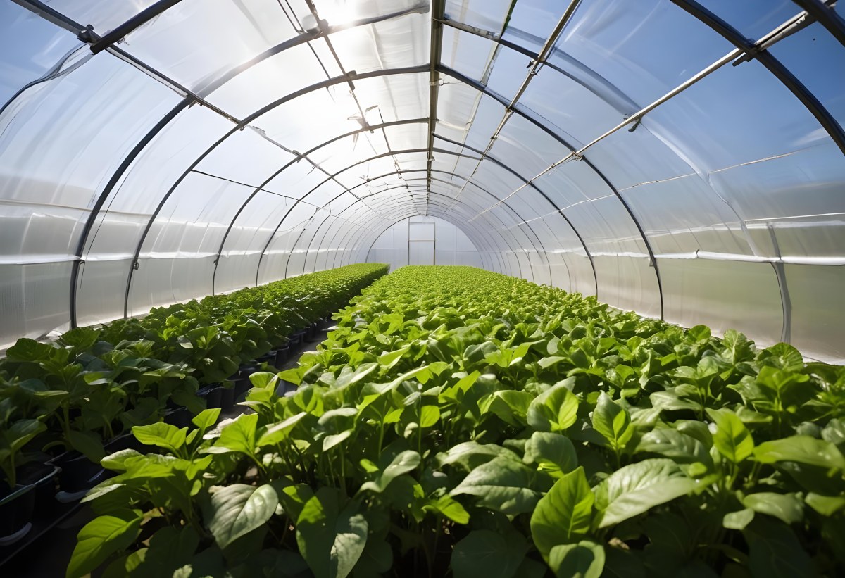 A Greenhouse With Rows Of Leafy Green Plants The Structure Is Made Of Metal Arches Covered With Translucent Plastic Bright Sunlight Filters Through The Covering 24 2a93