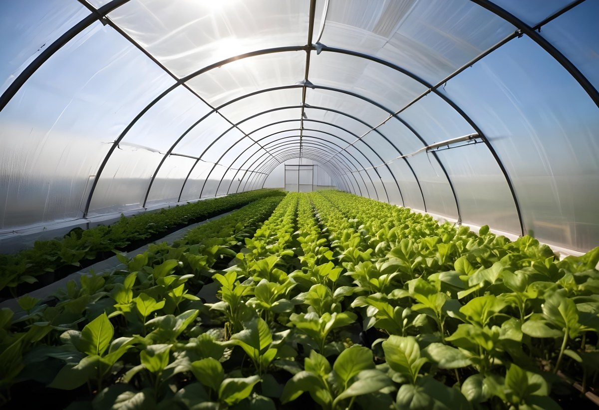 A Greenhouse With Rows Of Leafy Green Plants The Structure Is Made Of Metal Arches Covered With Translucent Plastic Bright Sunlight Filters Through The Covering 3 A097