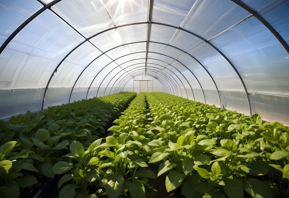 A Greenhouse With Rows Of Leafy Green Plants The Structure Is Made Of Metal Arches Covered With Translucent Plastic Bright Sunlight Filters Through The Covering 4 3d2b