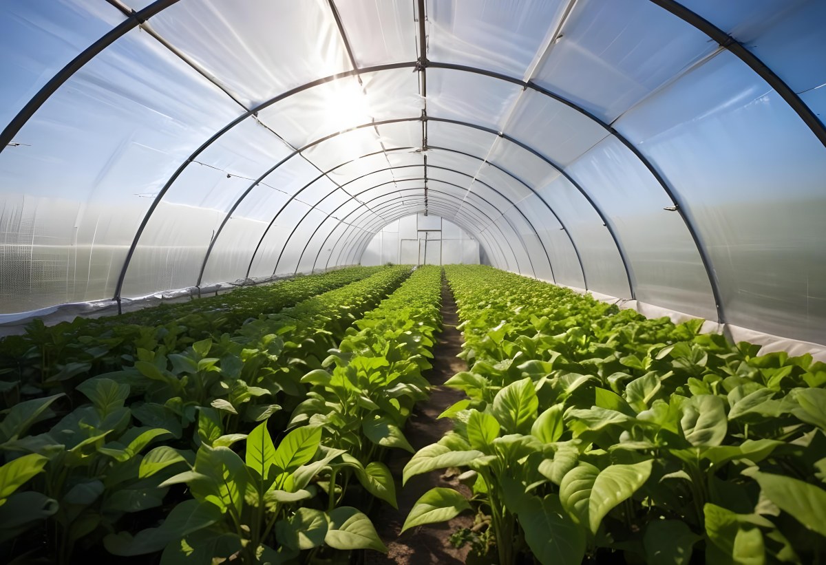 A Greenhouse With Rows Of Leafy Green Plants The Structure Is Made Of Metal Arches Covered With Translucent Plastic Bright Sunlight Filters Through The Covering 5 632a