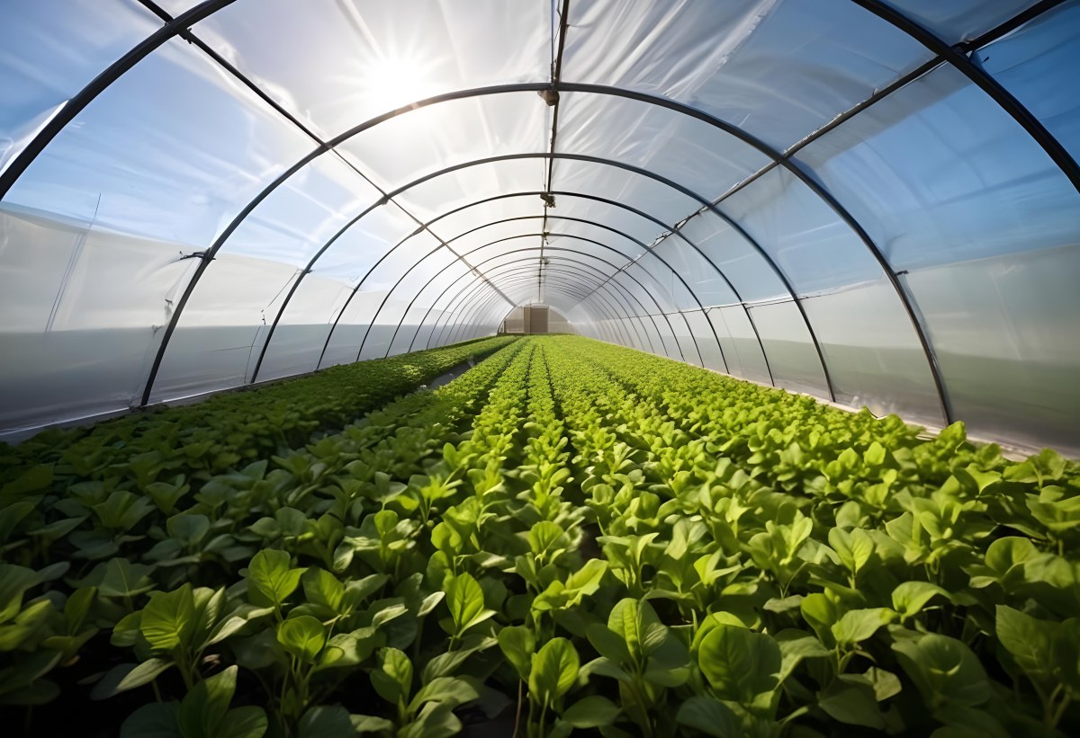 A Greenhouse With Rows Of Leafy Green Plants The Structure Is Made Of Metal Arches Covered With Translucent Plastic Bright Sunlight Filters Through The Covering 9 C3c6