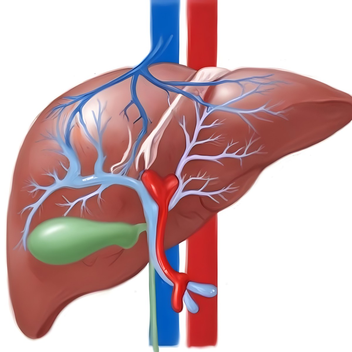 Digital Painting A Liver With Gallbladder And Veins Bold And Slim Lines Brush Strokes 19 50ec