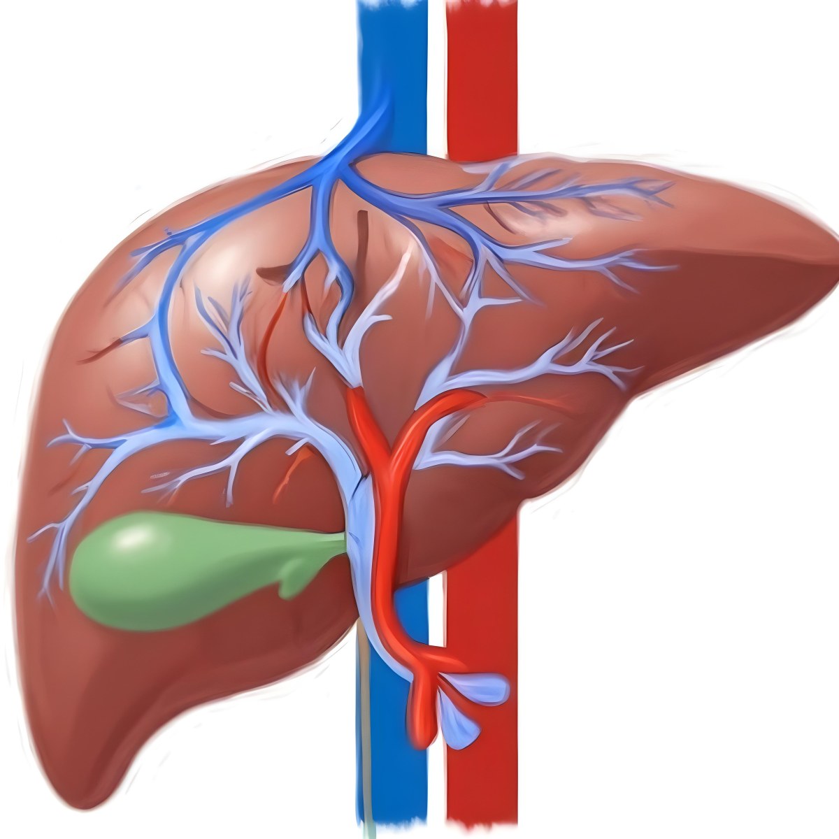 Digital Painting A Liver With Gallbladder And Veins Bold And Slim Lines Brush Strokes 26 936b