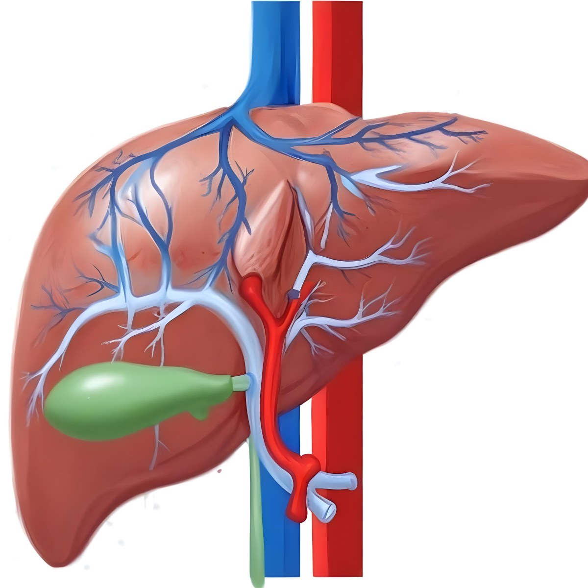 Digital Painting A Liver With Gallbladder And Veins Bold And Slim Lines Brush Strokes 29 9931