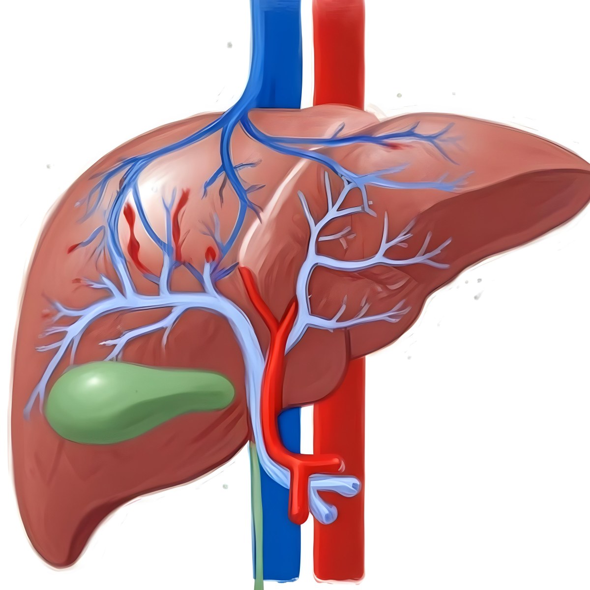 Digital Painting A Liver With Gallbladder And Veins Bold And Slim Lines Brush Strokes 30 56b9