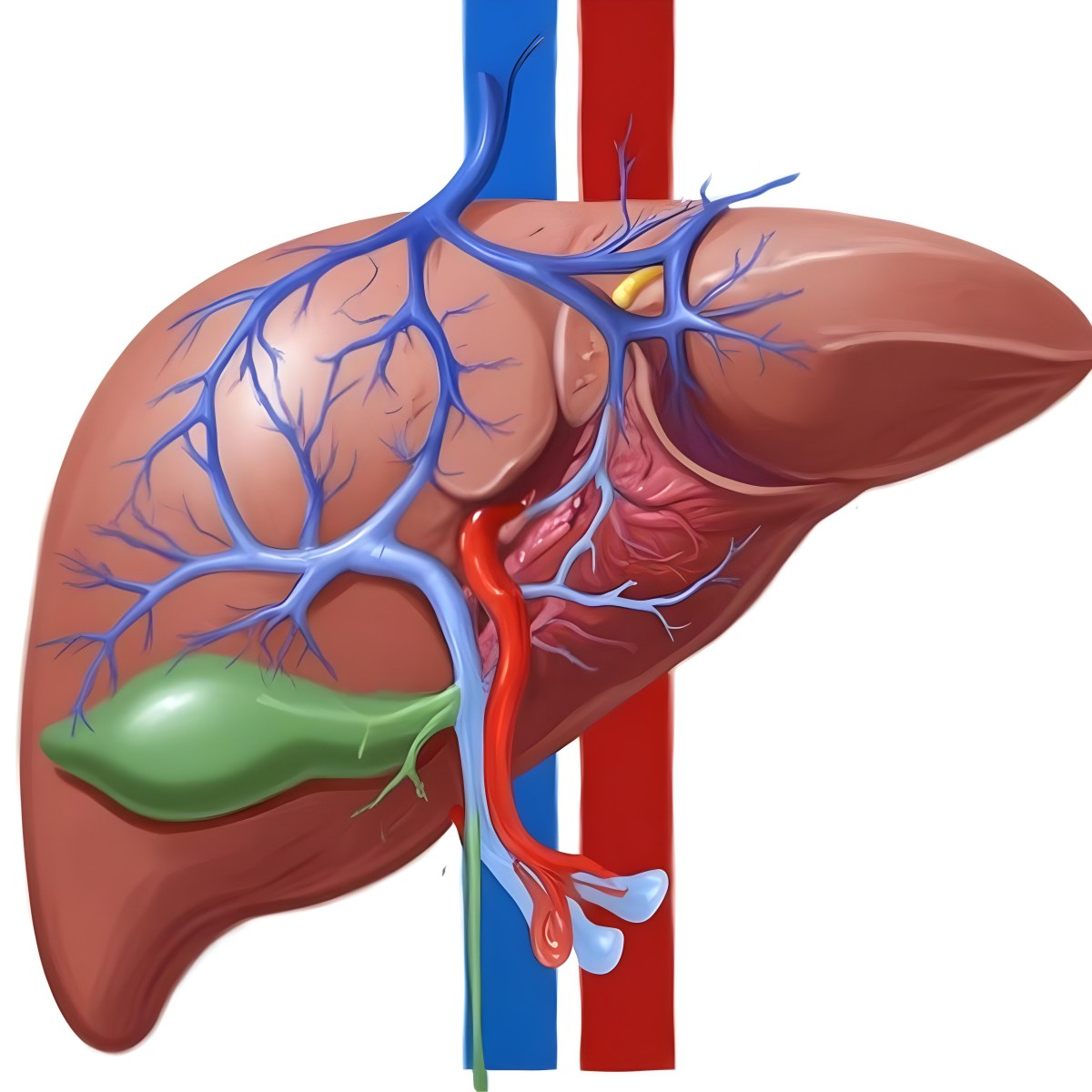 Digital Painting A Liver With Gallbladder And Veins Bold And Slim Lines Brush Strokes 4 C3ca