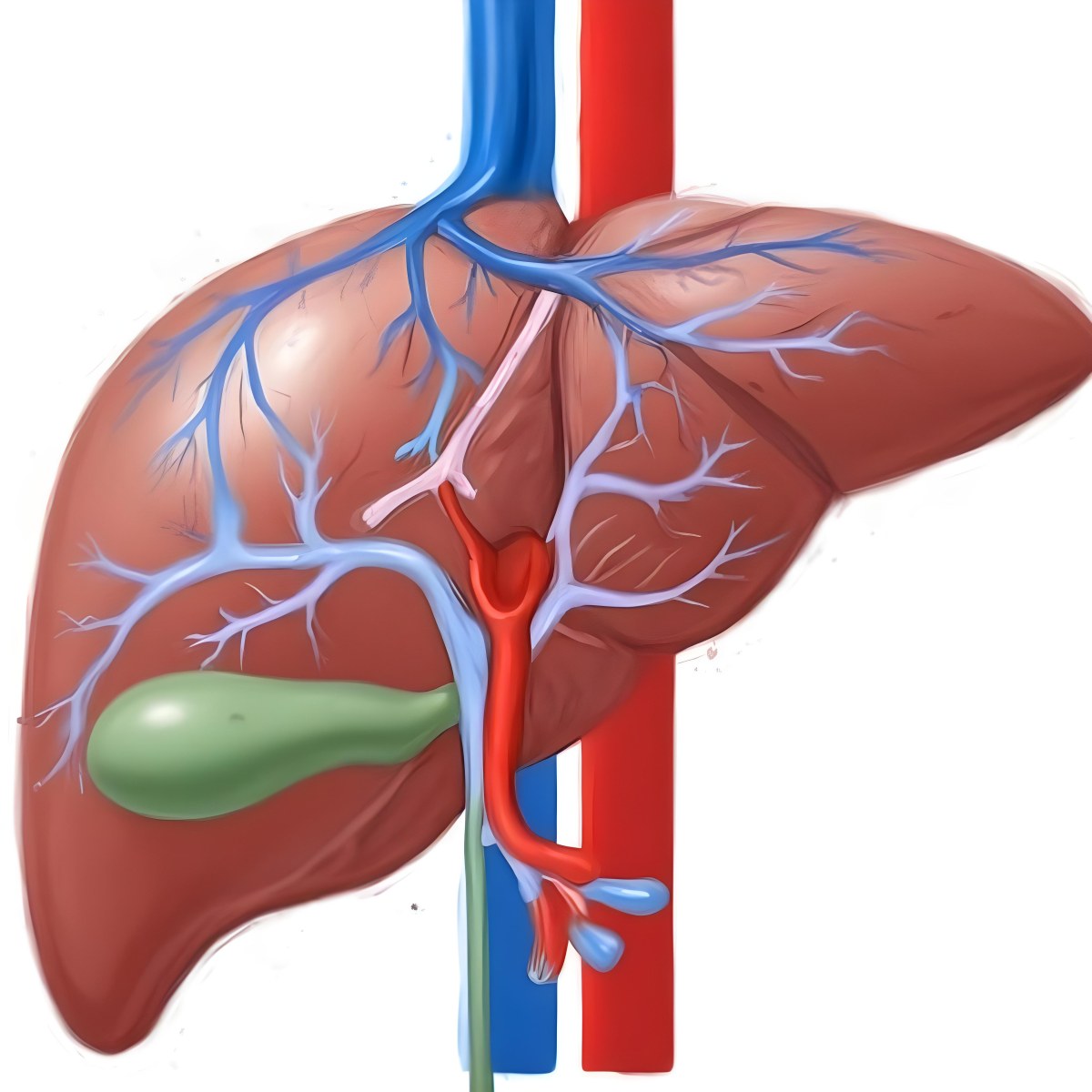 Digital Painting A Liver With Gallbladder And Veins Bold And Slim Lines Brush Strokes 8 Dc33