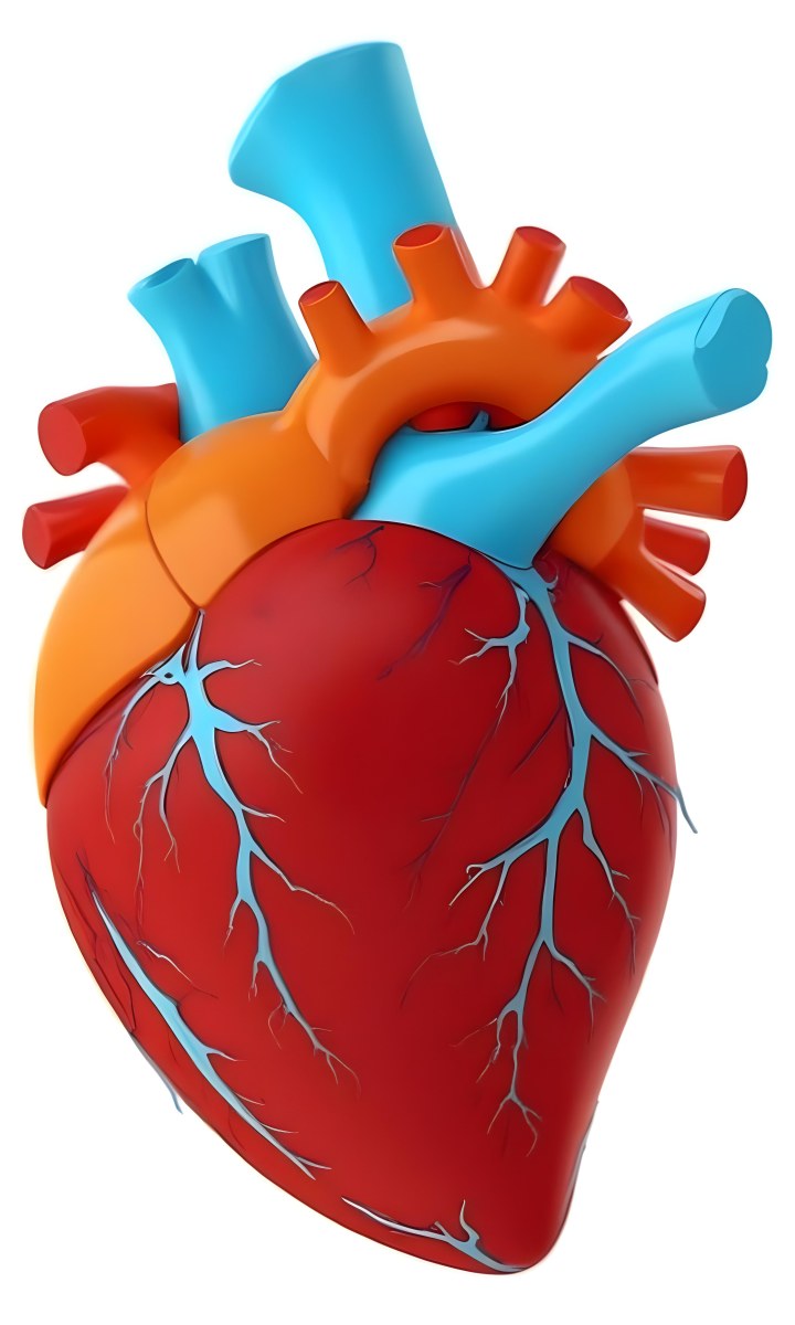 Digital Painting A Red Heart With Blue And Red Veins On A White Background Bold And Slim Lines Brush Strokes 6 Eafc