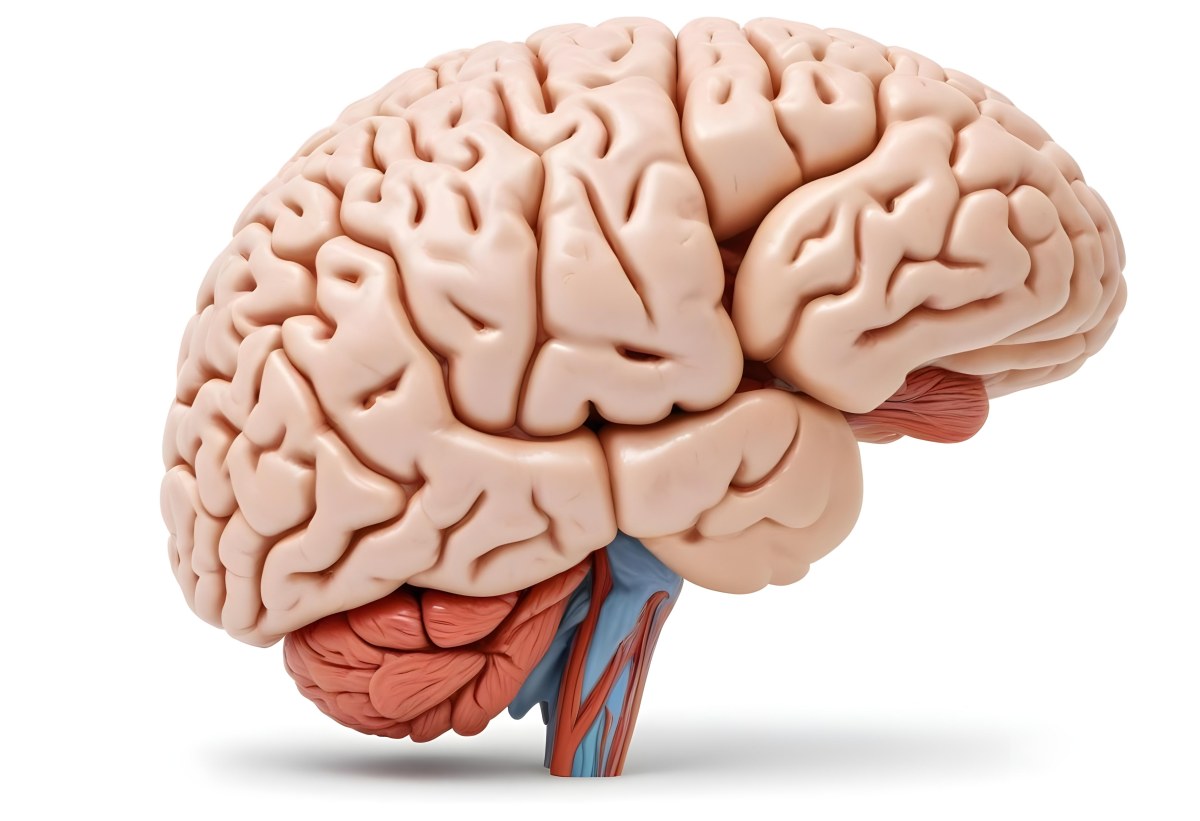 Human Brain With Gyri And Sulci Cerebellum Brainstem Anatomical Model Medical Illustration White Background Detailed Texture Educational Resource Scientific Visualization 5 7898