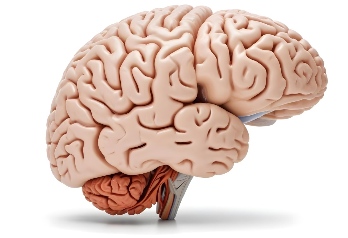 Human Brain With Gyri And Sulci Cerebellum Brainstem Anatomical Model Medical Illustration White Background Detailed Texture Educational Resource Scientific Visualization 6 7763