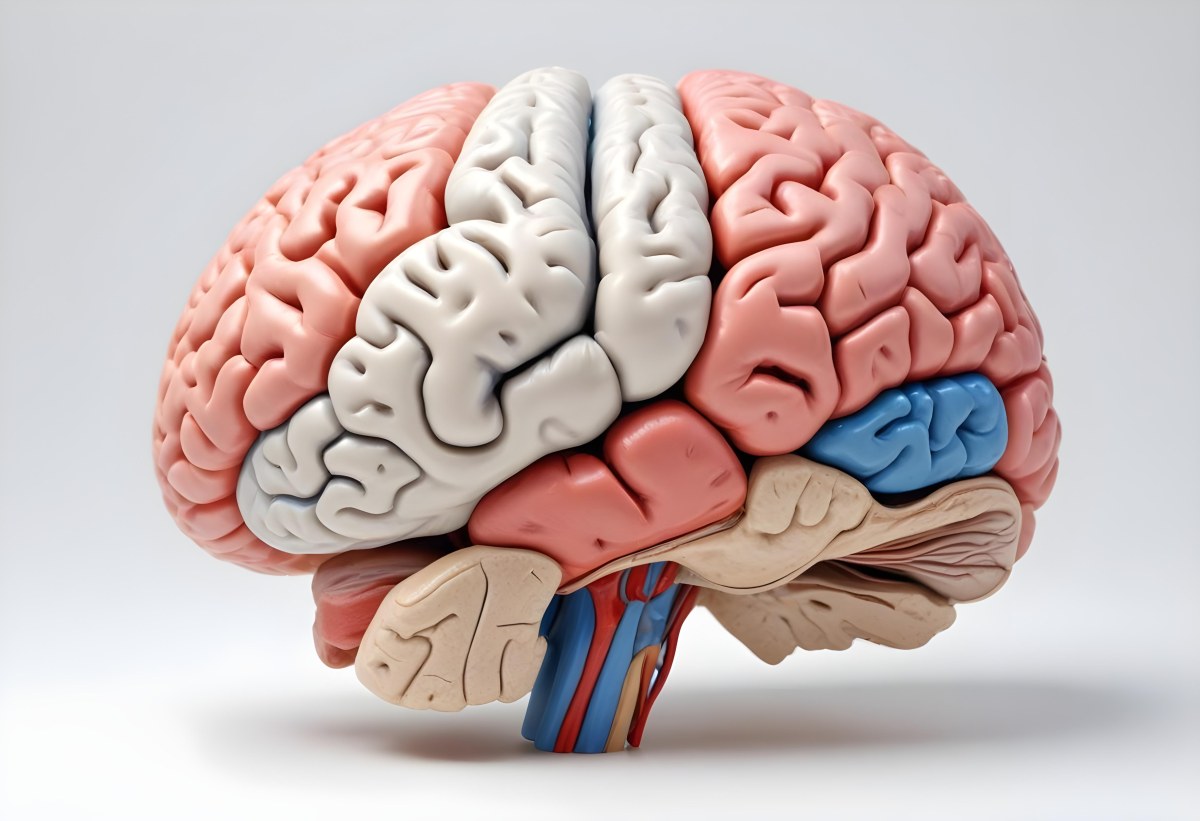 Human Brain With Gyri And Sulci Cerebellum Brainstem Anatomical Model Medical Illustration White Background Detailed Texture Educational Resource Scientific Visualization 7 Fc7c