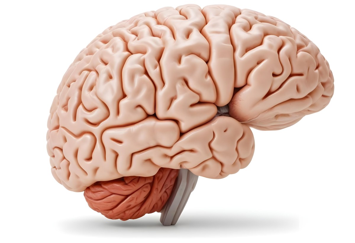 Human Brain With Gyri And Sulci Cerebellum Brainstem Anatomical Model Medical Illustration White Background Detailed Texture Educational Resource Scientific Visualization 8 3175