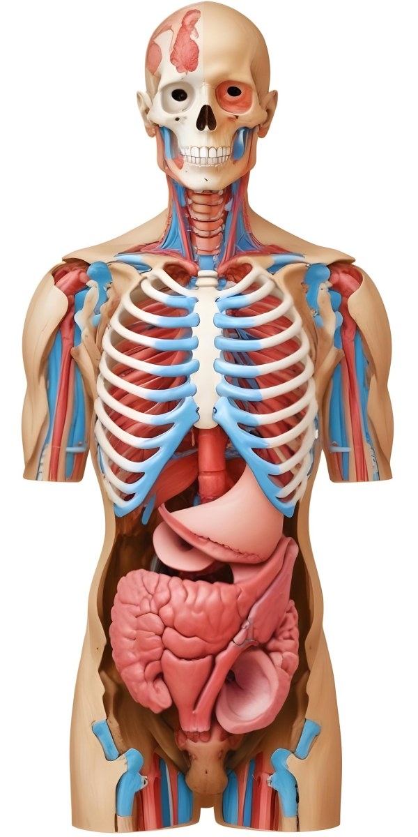 Human Torso With Visible Organs And Bones White Background 12 A09c