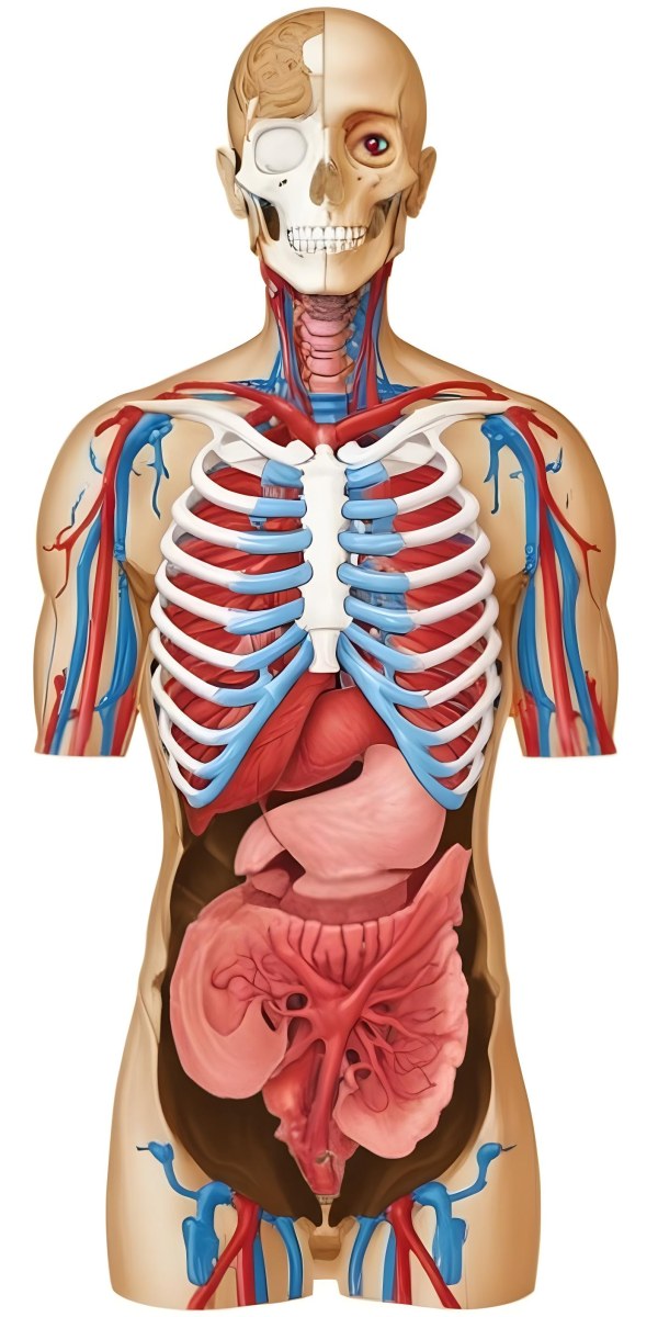 Human Torso With Visible Organs And Bones White Background 2 89c3