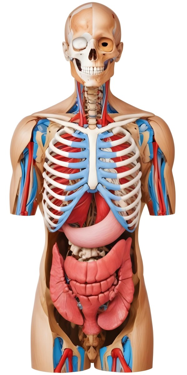 Human Torso With Visible Organs And Bones White Background 4 698b