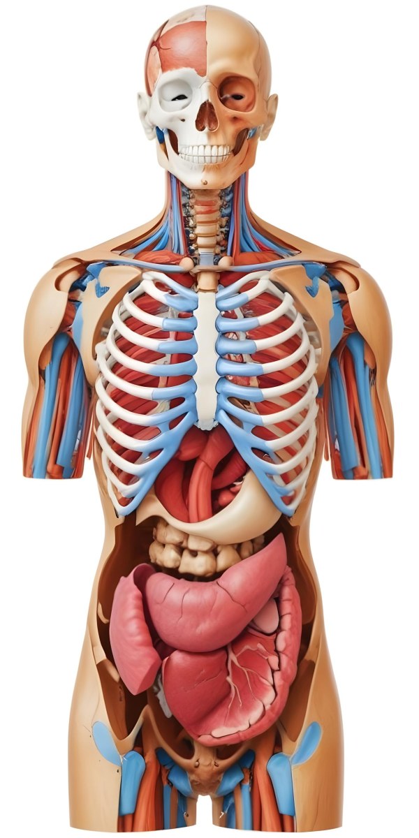 Human Torso With Visible Organs And Bones White Background 6 72c1
