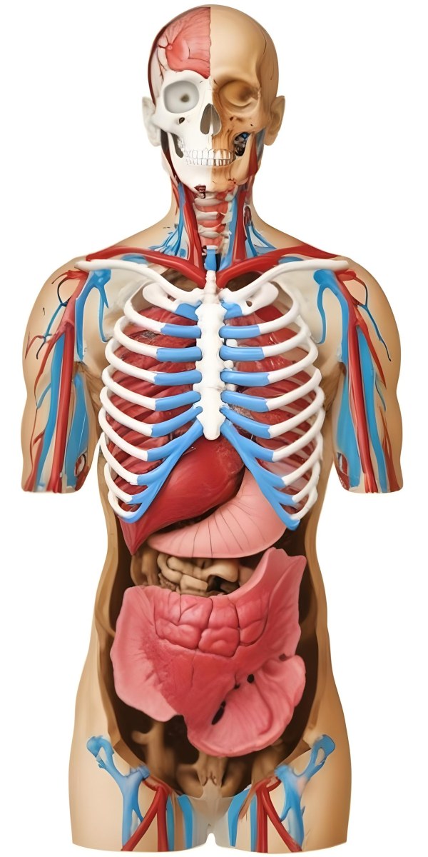 Human Torso With Visible Organs And Bones White Background 8 Fb32