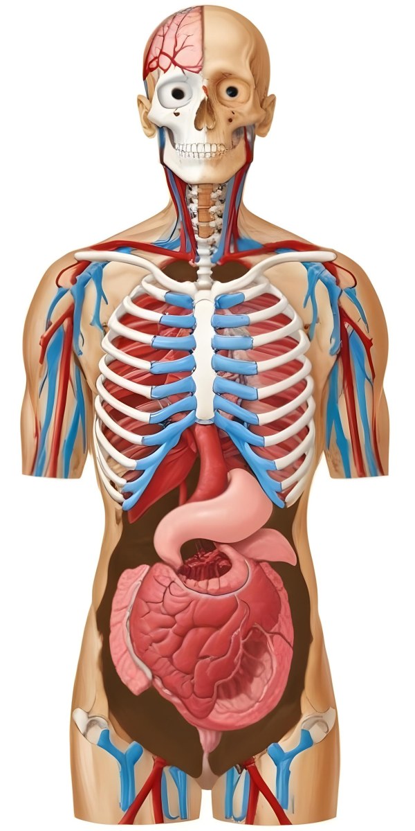 Human Torso With Visible Organs And Bones White Background 9 7b89