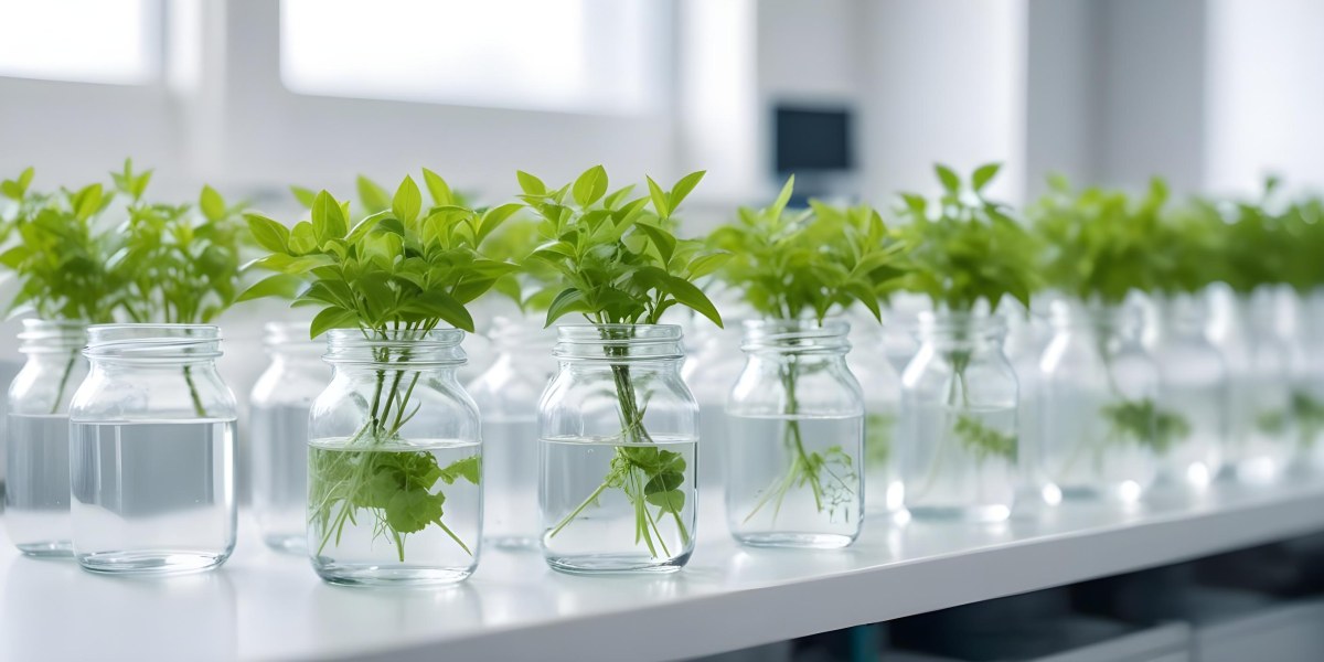 Row Of Glass Jars Filled With Water And Small Green Plants Laboratory Environment With Blurred Equipment In The Background Bright And Clean 1 6f07