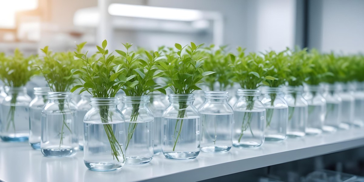 Row Of Glass Jars Filled With Water And Small Green Plants Laboratory Environment With Blurred Equipment In The Background Bright And Clean 31 C234