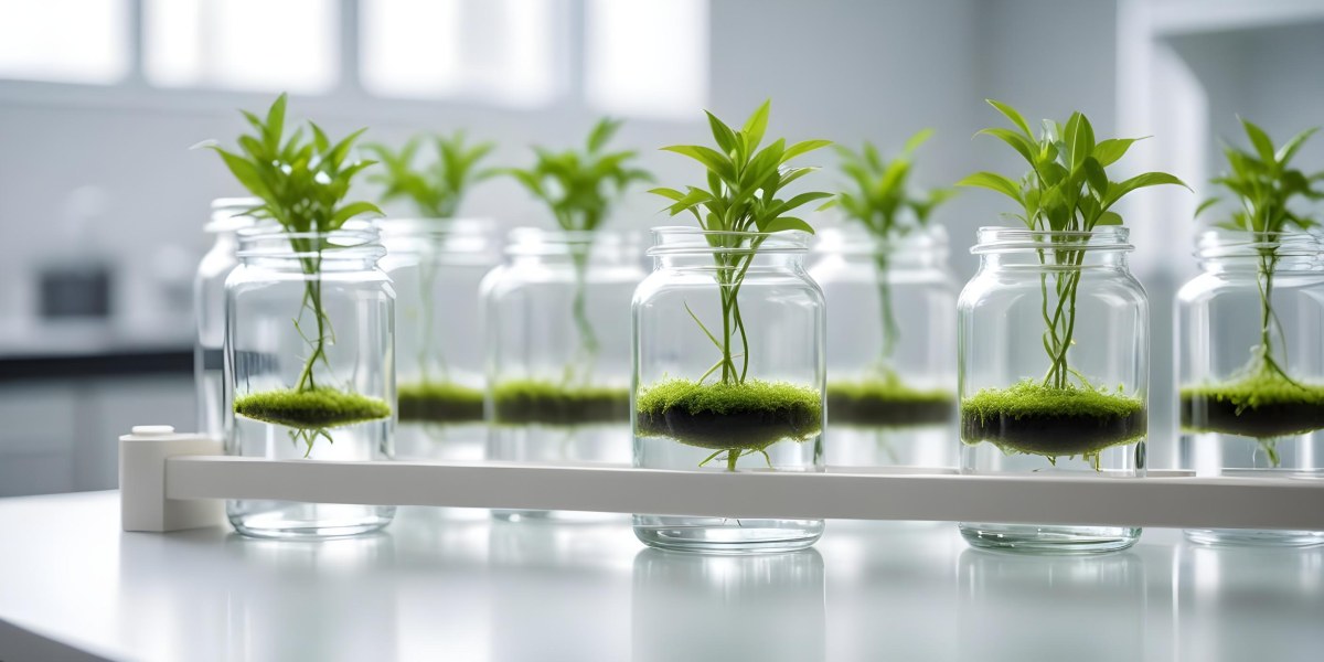 Row Of Glass Jars Filled With Water And Small Green Plants Laboratory Environment With Blurred Equipment In The Background Bright And Clean 9 4b94