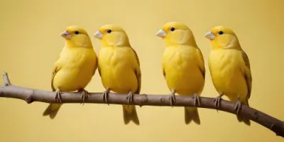 3d Model Three Yellow Chicks With Black Beaks And 22 25d1